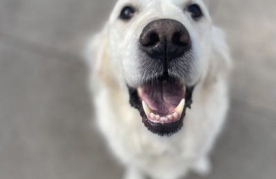 Daisy