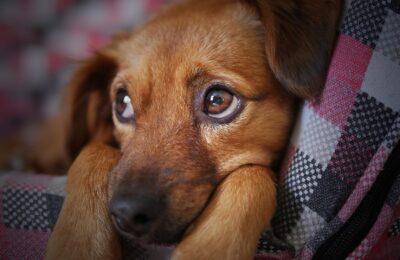 Fireworks and Fearful Dogs