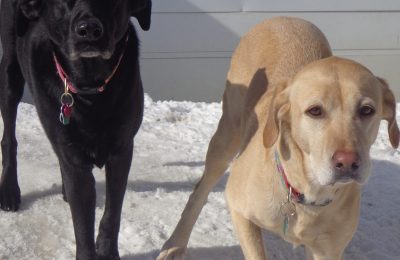 Congrats Lilly Loo & Molly Moo!
