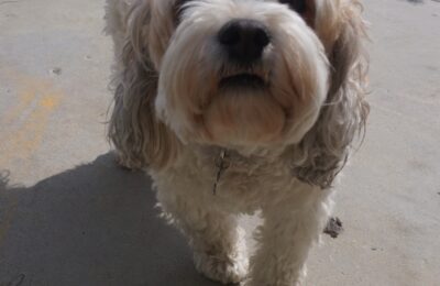 Congrats Ady, Our April Dog of the Month