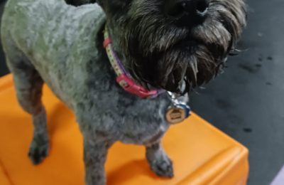 Congrats Scout!