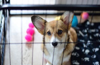 Dog Housetraining