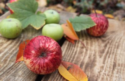 Apples – A Great Valentine’s Day Treat For Your Dog