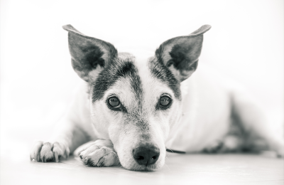 doggy-day-care-not-right-fit-central-bark-blog