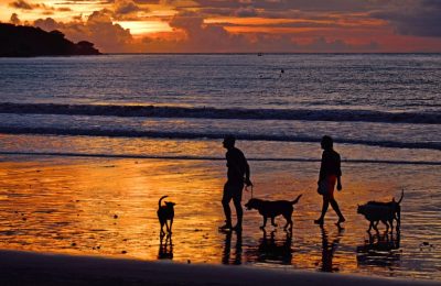 August is Family Fun Month – Here’s How to Celebrate with Your Dog