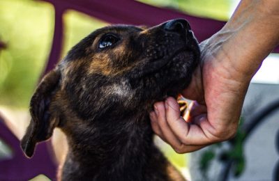 It’s National Animal Shelter Appreciation Week; Here’s How You Can Take Part
