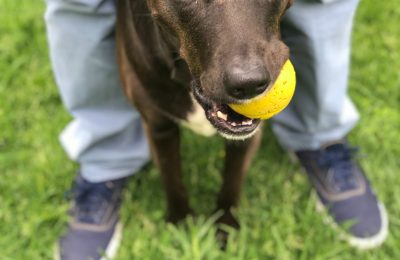 Happy National Mutt Day!￼