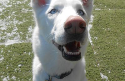 Congrats, Bowie!