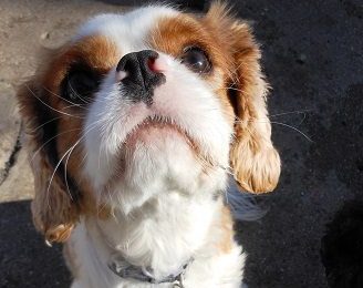Congrats, Polly. June’s Dog of the Month