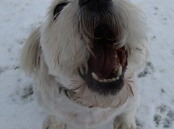Congratulations Charlie! February’s Dog of the Month.
