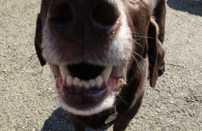 Congratulations Brady. Our Dog of the Month.