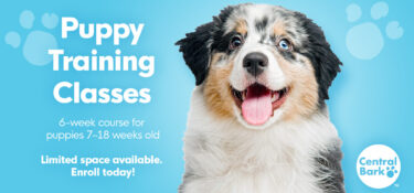 Puppy Preschool Training Classes