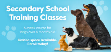 Secondary School Dog Training Classes