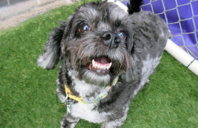 December Dog of the Month Miss Tula