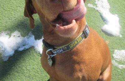 March Dog of the Month-Cooper!