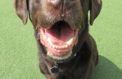 Central Bark Downtown’s May Dog of The Month!