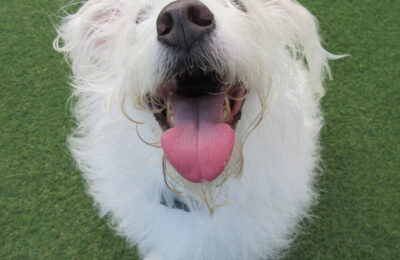 Please help us in congratulating Max as August’s Dog of the Month!