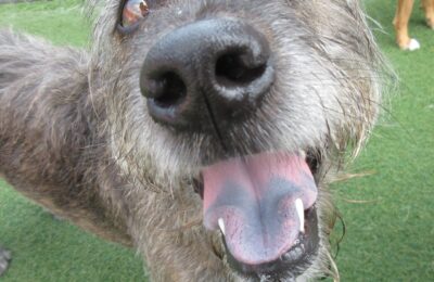 Meet your September Dog of the Month, Edward!