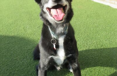 October Dog of the Month!