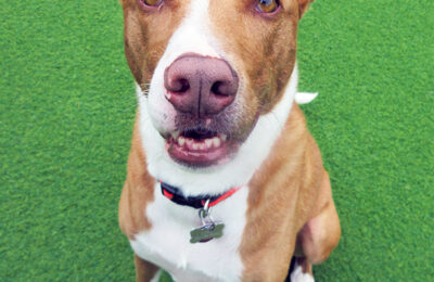 Put your paws together for November’s Dog of the Month, Cora!