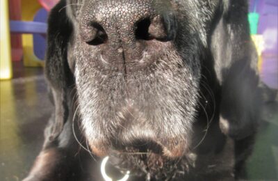 December Dog of the Month!