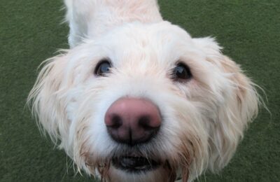 January Dog of the Month!