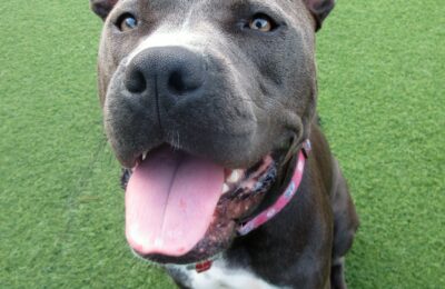 February Dog of the Month!