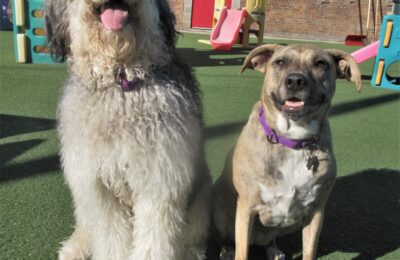 March Dogs of the Month!