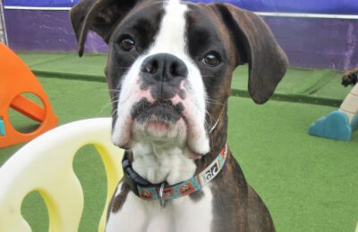 April Dog of the Month!