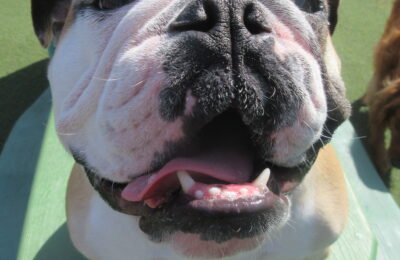 May Dog of the Month!