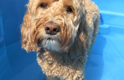 June Dog of the Month!