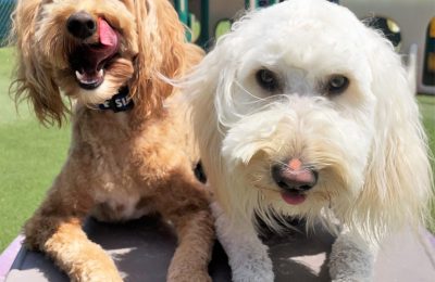 July Dogs of the Month!