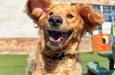 August Dog of the Month!