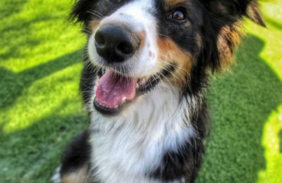 September Dog of the Month!