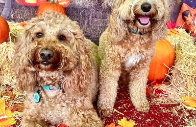November Dogs of the Month!