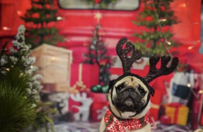 January Dog of the Month!