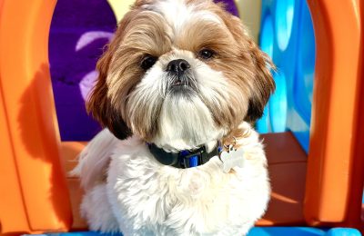 December Dog of the Month!