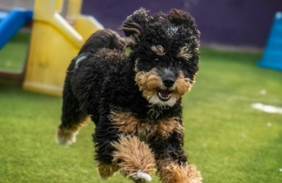 February Dog of the Month!