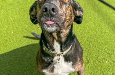 January Dog of the Month!