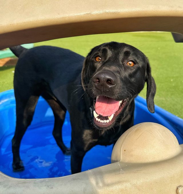 April Dog of the Month!