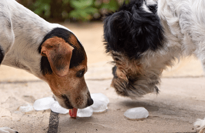 Ice Cube Tray Treats