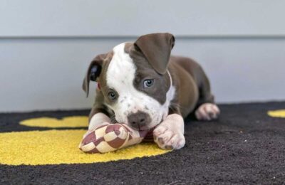 Puppy Training Tips