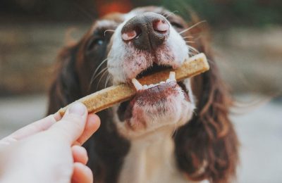 What to take into consideration in positive reinforcement for dogs – The Weight of Reward