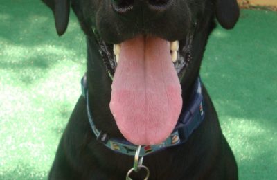 Congrats, Comet!