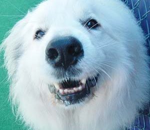 Congrats Marshmallow!