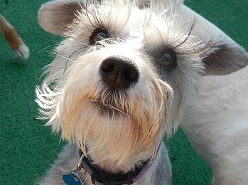 Congratulations Bella, Our Dog of the Month