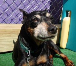 Dog of the Month