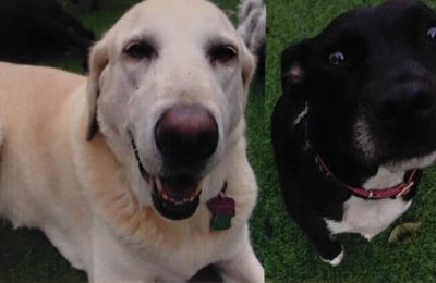 A Dynamic Duo – Bailey and Lucy!