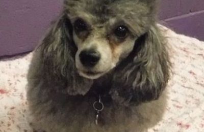 Sweet Lil’ Stella!