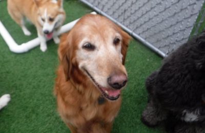 Sweet, Wonderful Willow!